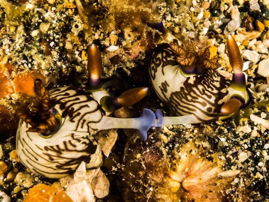 Nembrotha lineolata